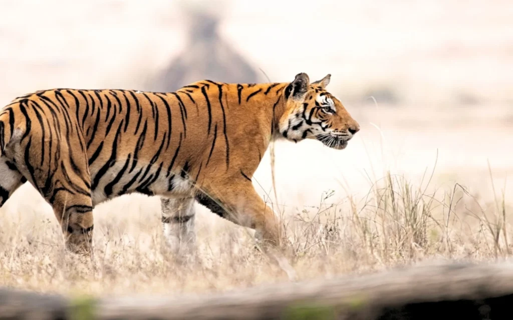 Tigers & Wilderness