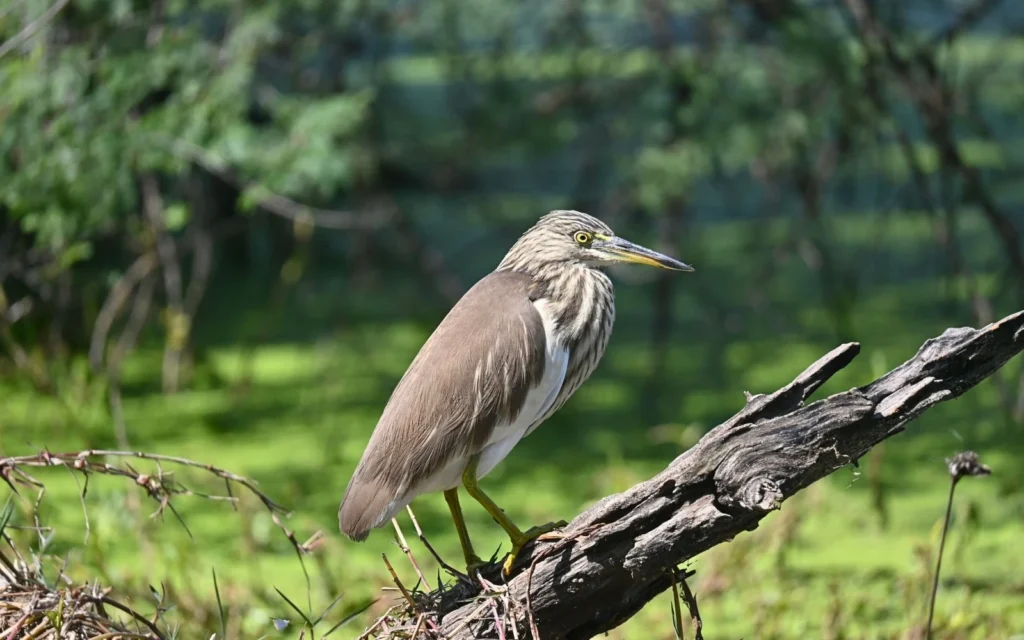 Keoladeo Private Birding Experience