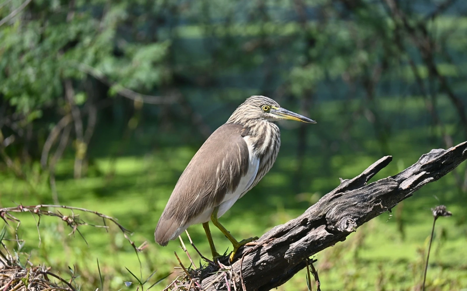 Wildlife landscape at Bharatpur, Rajasthan, India