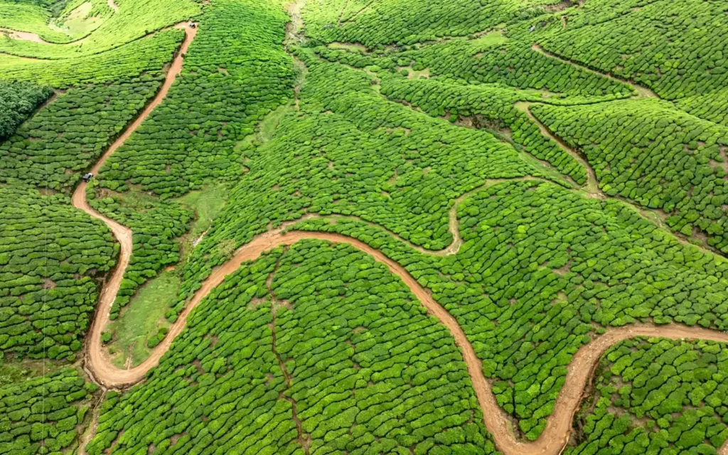 Plantations & Southern Wilderness
