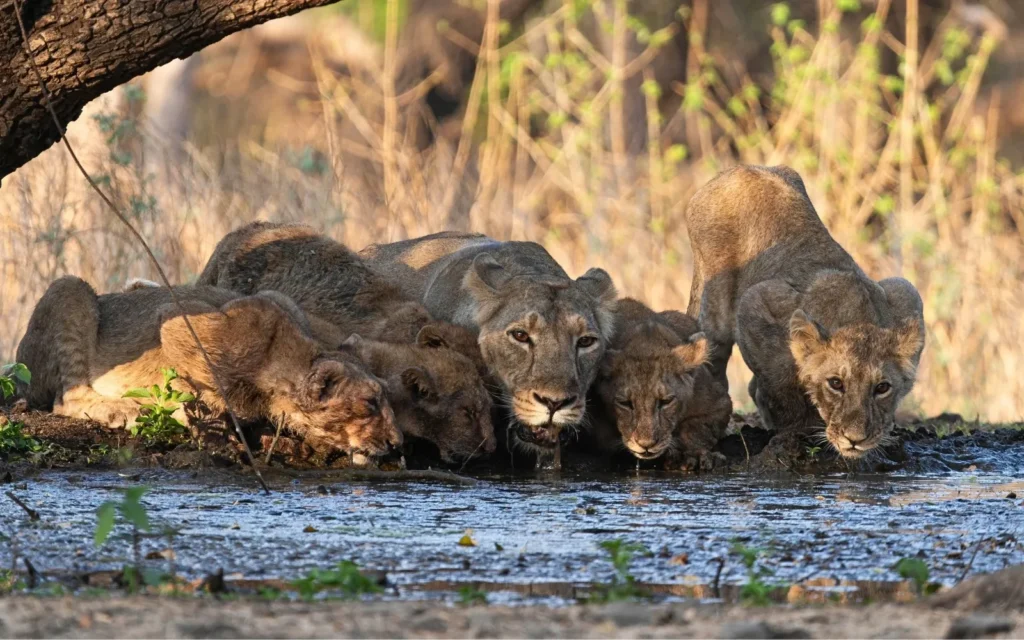 Wildlife landscape at Gir National Park, Gujarat, India
