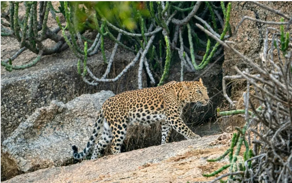 Tigers, Leopards & Wilderness