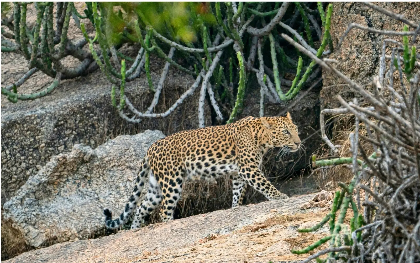 Wildlife landscape at Jawai, Rajasthan, India