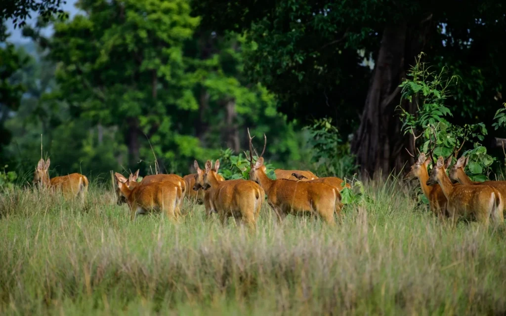 Wildlife landscape at Kanha National Park, Madhya Pradesh, India