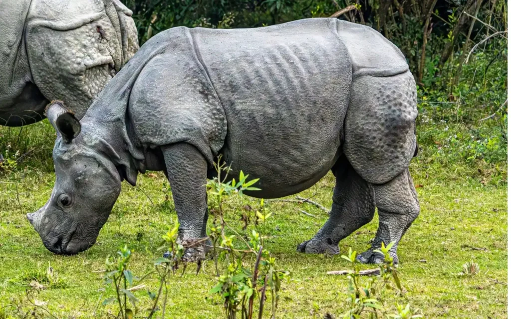 Kaziranga Wildlife Journey