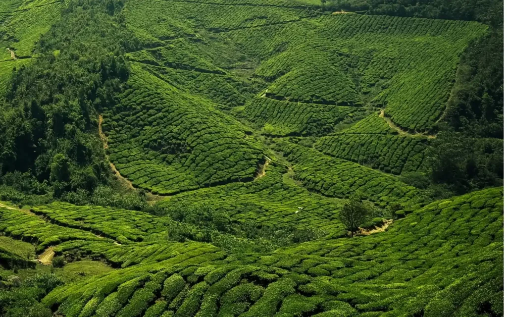 Hills, Backwaters & Wellness
