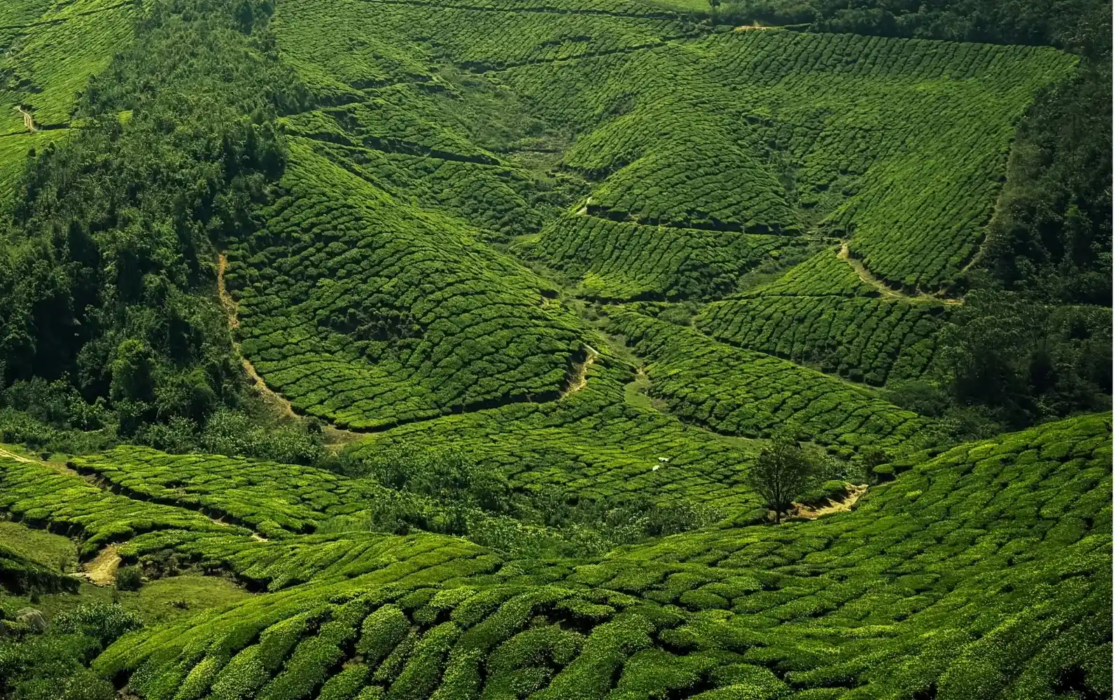Scenic natural landscape in Munnar, Kerala, India