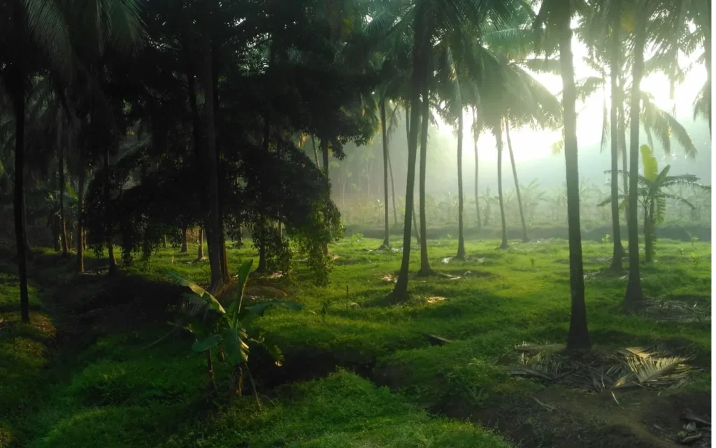 Onam & Kerala’s Backwaters