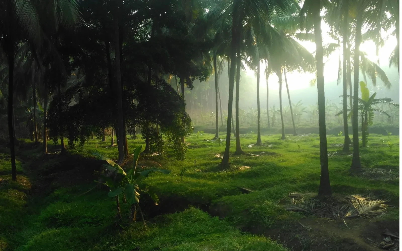 Scenic travel view of Palakkad, Kerala, India