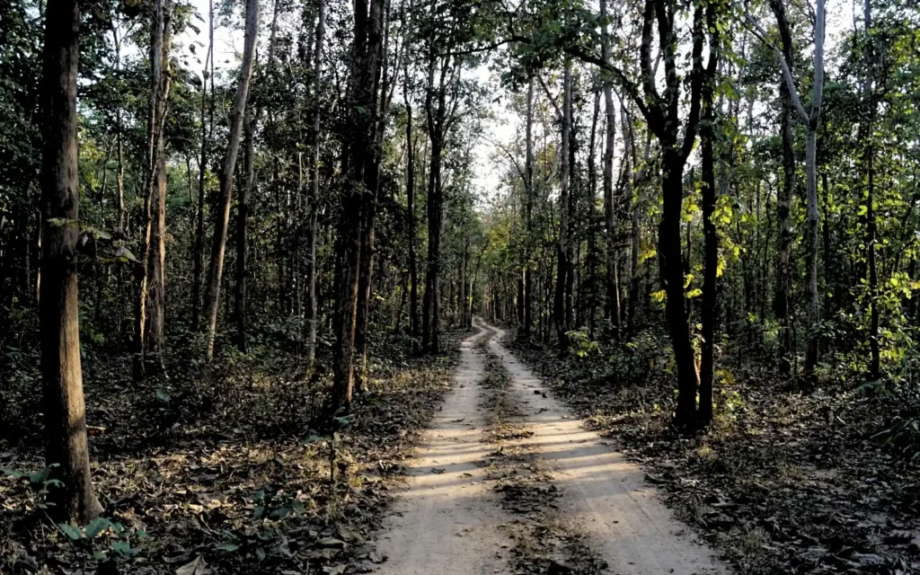 Wildlife landscape at Pench National Park, Madhya Pradesh, India