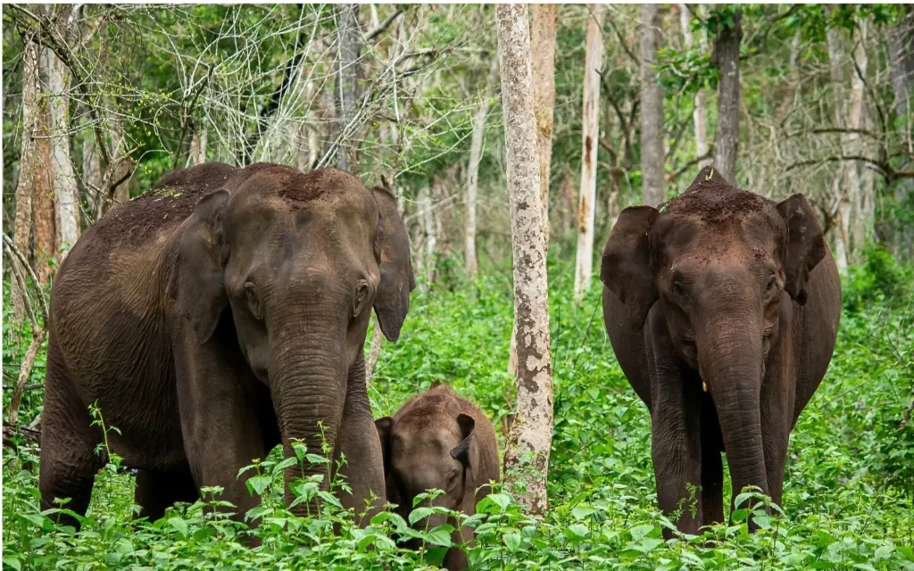 Wildlife landscape at Rajaji National Park, Uttarakhand, India