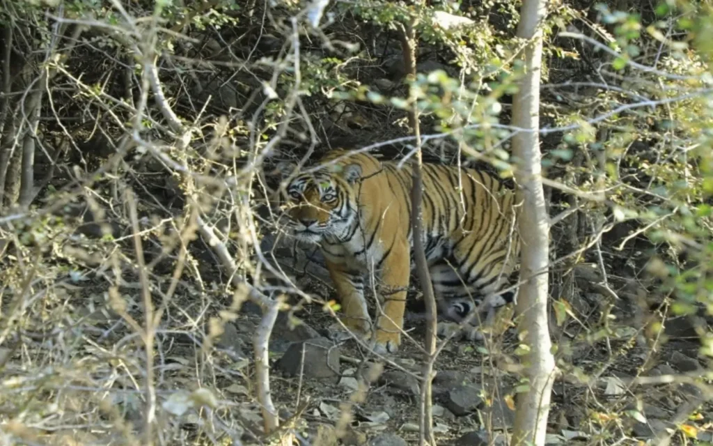 Wildlife landscape at Sariska, Rajasthan, India