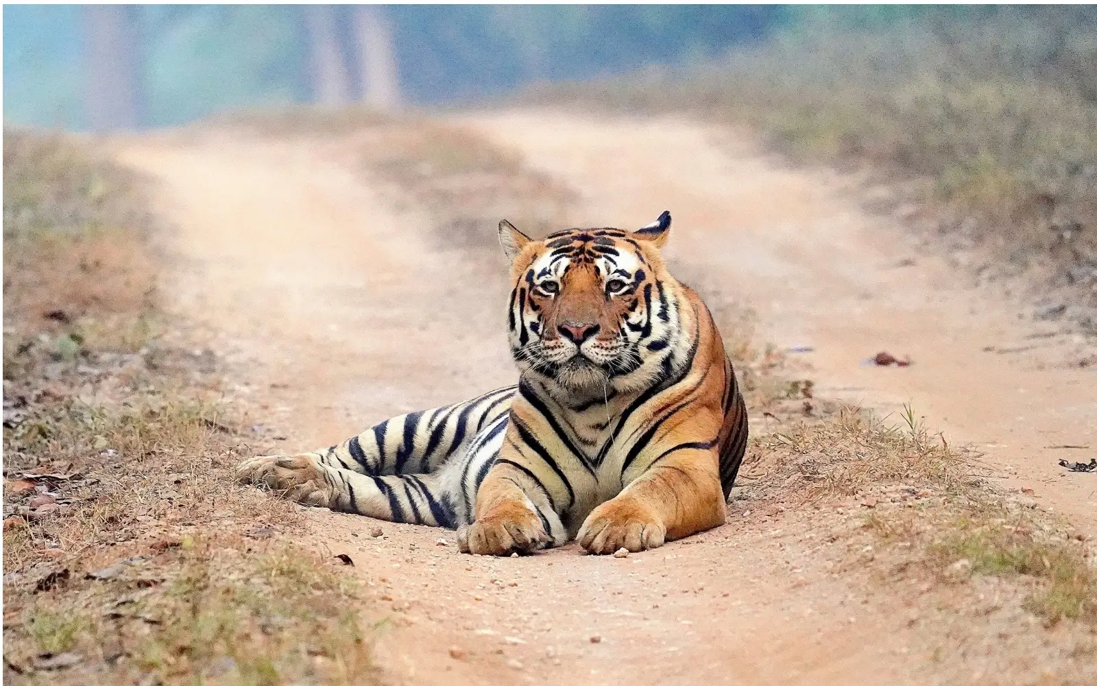Wildlife landscape at Tadoba National Park, Maharashtra, India