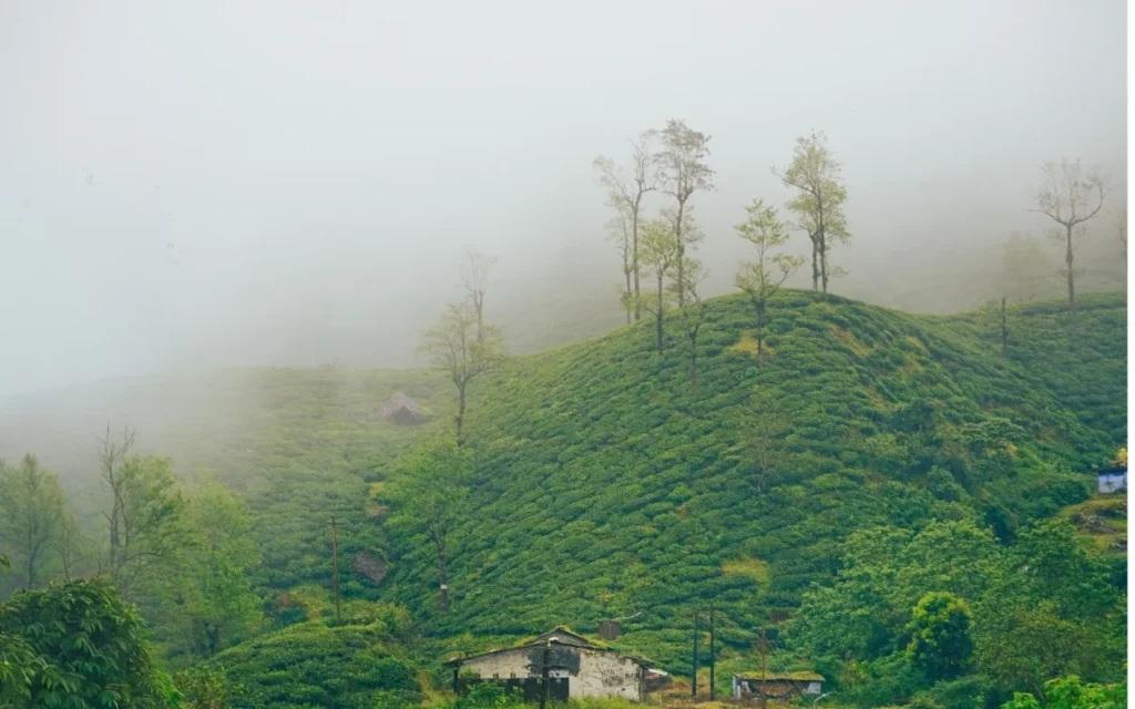 Scenic natural landscape in Wayanad, Kerala, India